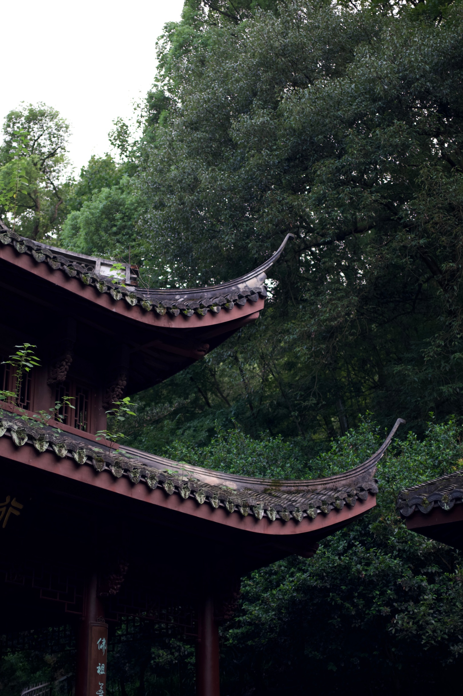 古寺飞檐与绿树