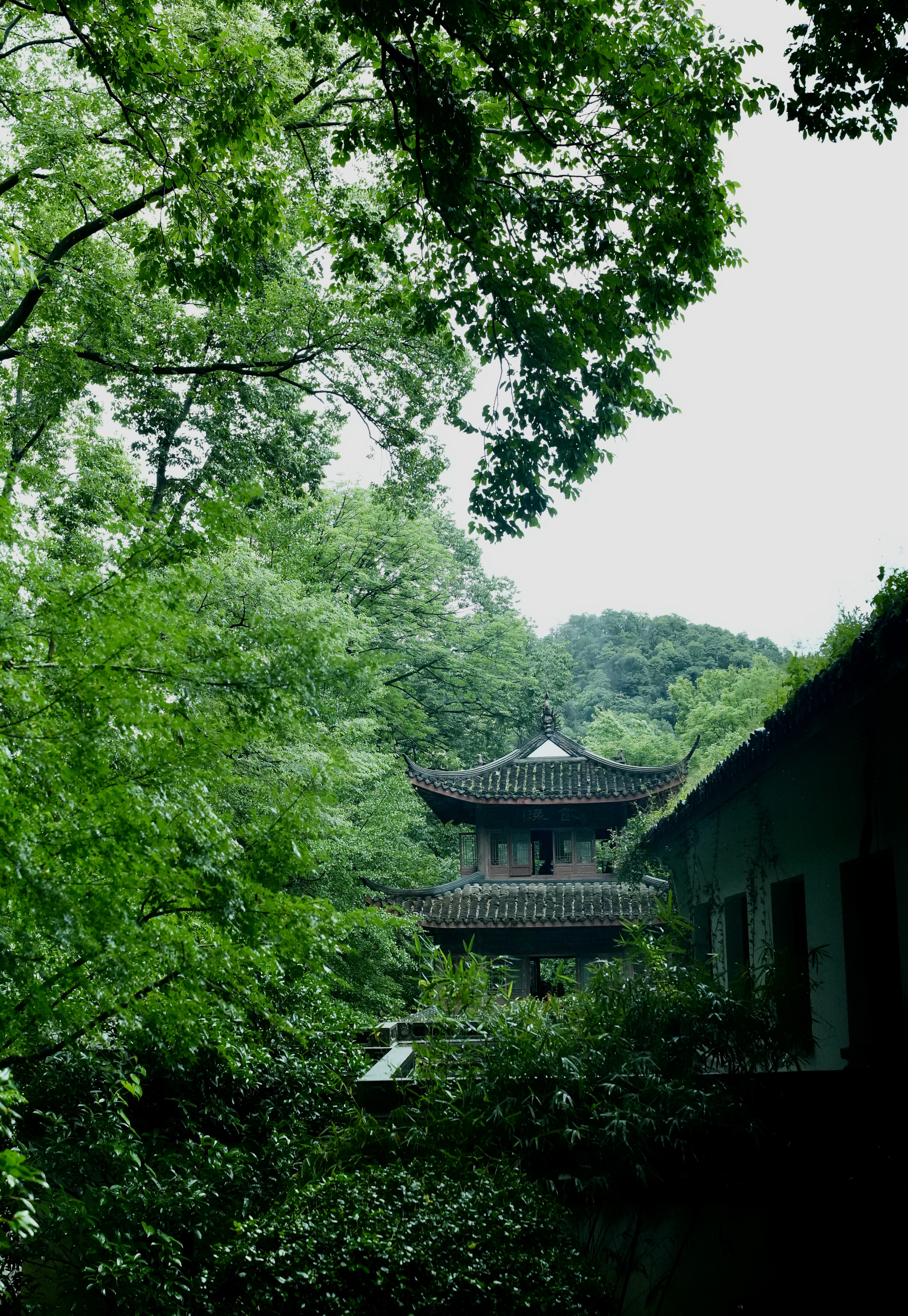 时光静谧，绿意深处
