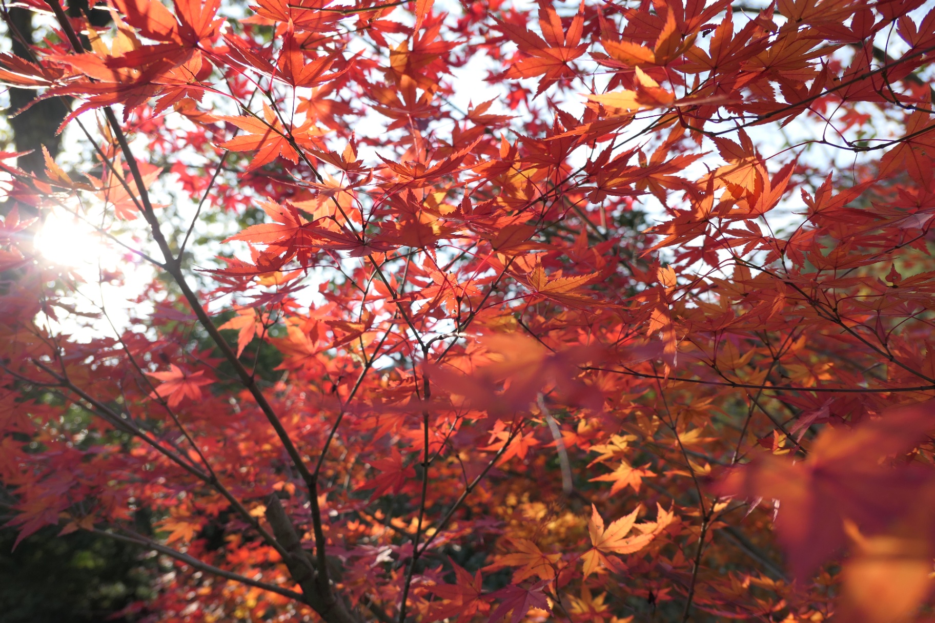 Japan photograph 2